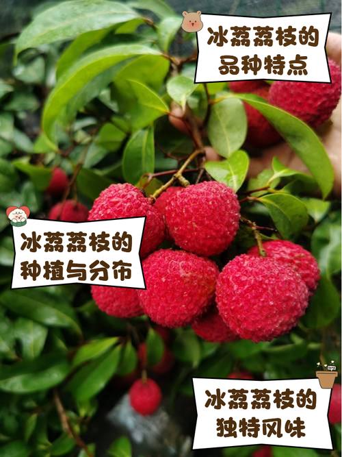 85118cσm查询澳彩内部资料:荔枝冷藏再吃不上火